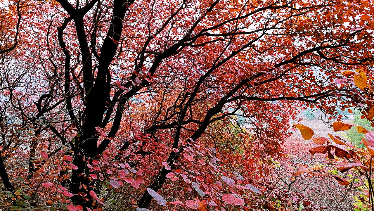 red leaves bright red autumn free photo