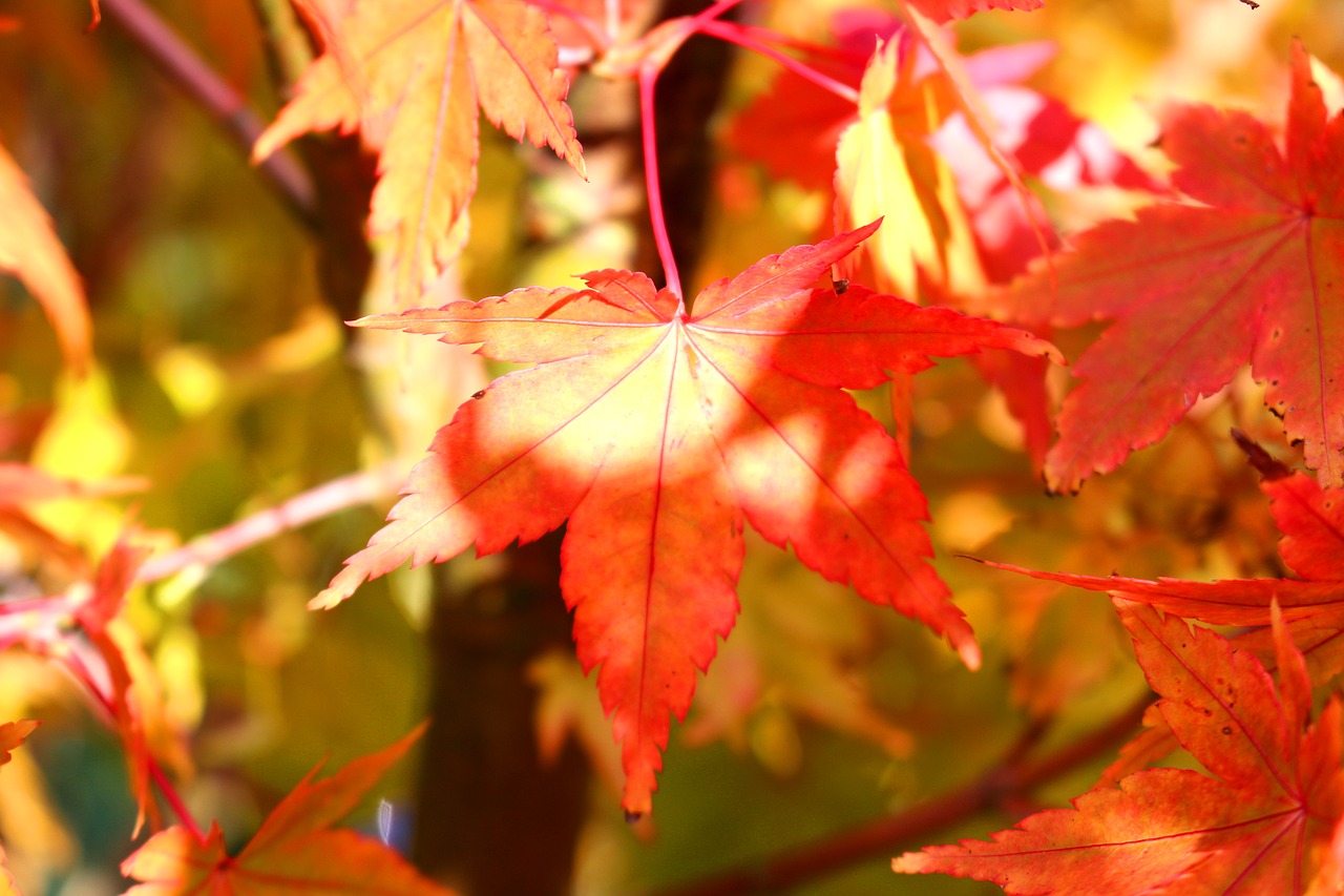 red leaves fall foliage fall color free photo