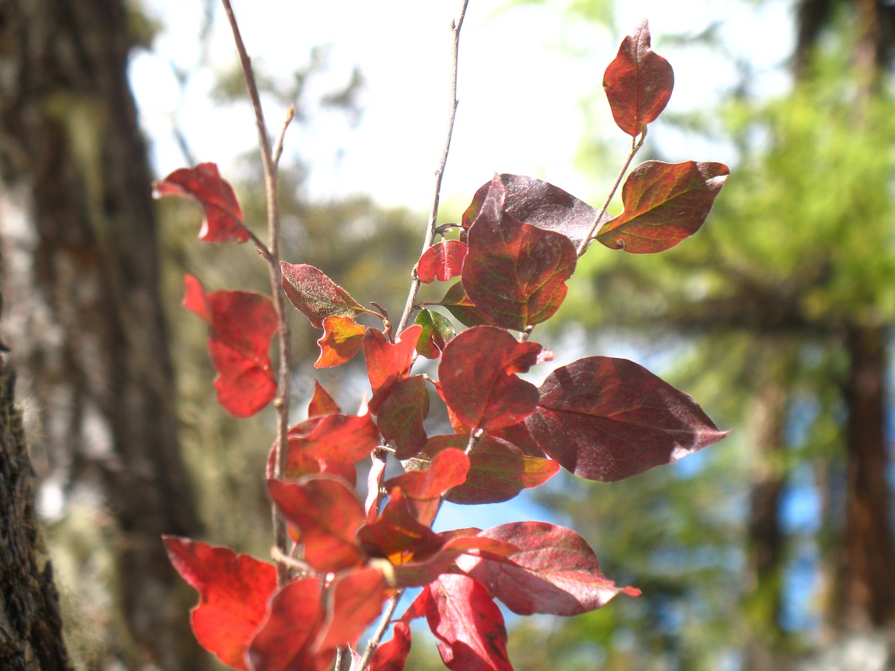 red leaves plant autumn free photo