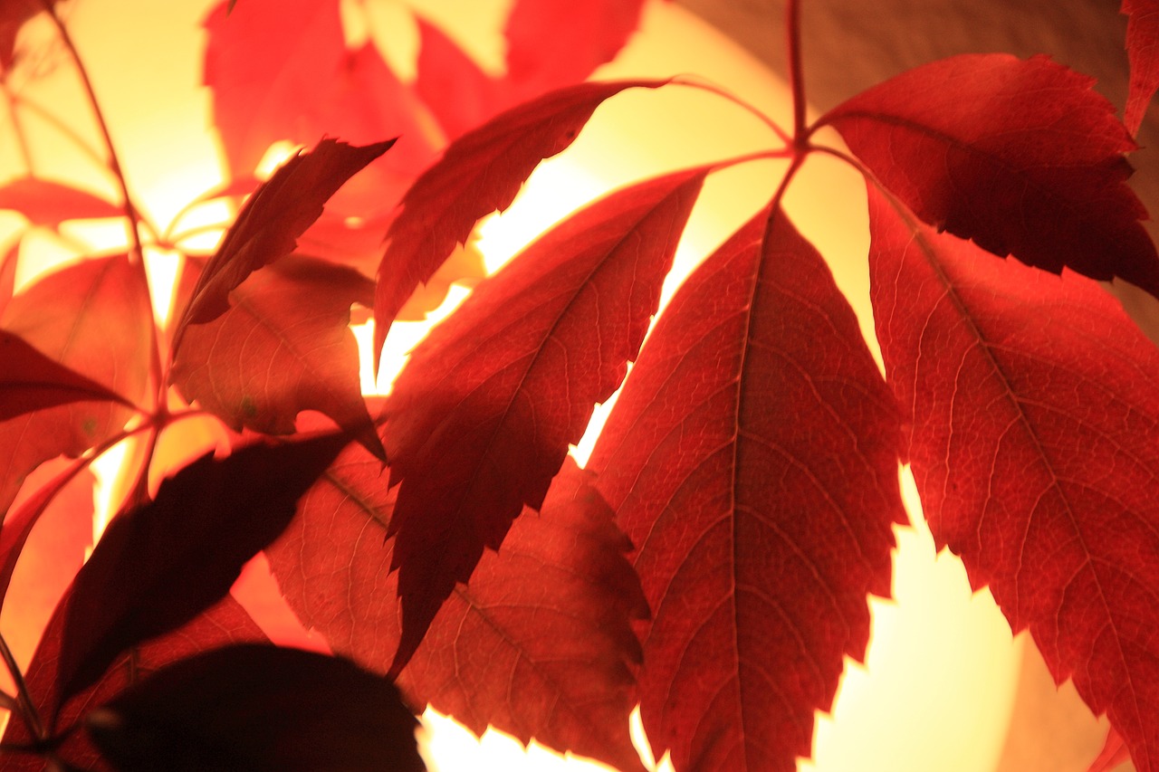 red leaves autumn leaves free photo