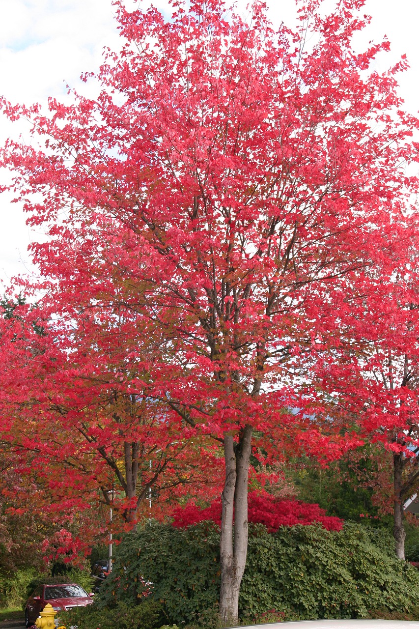 red leaves fall foliage fall leaves free photo