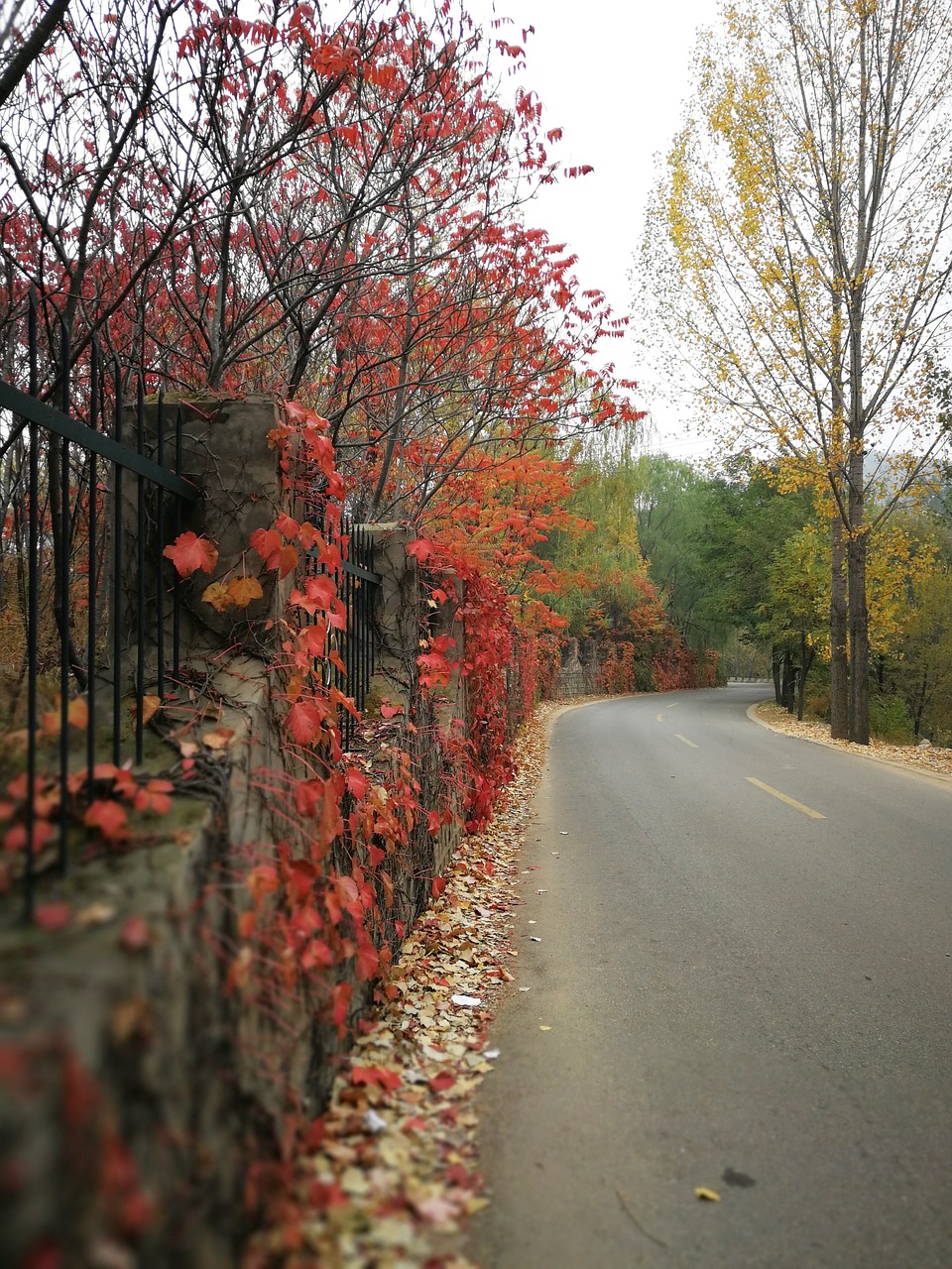 red leaves native plantstake autumn free photo