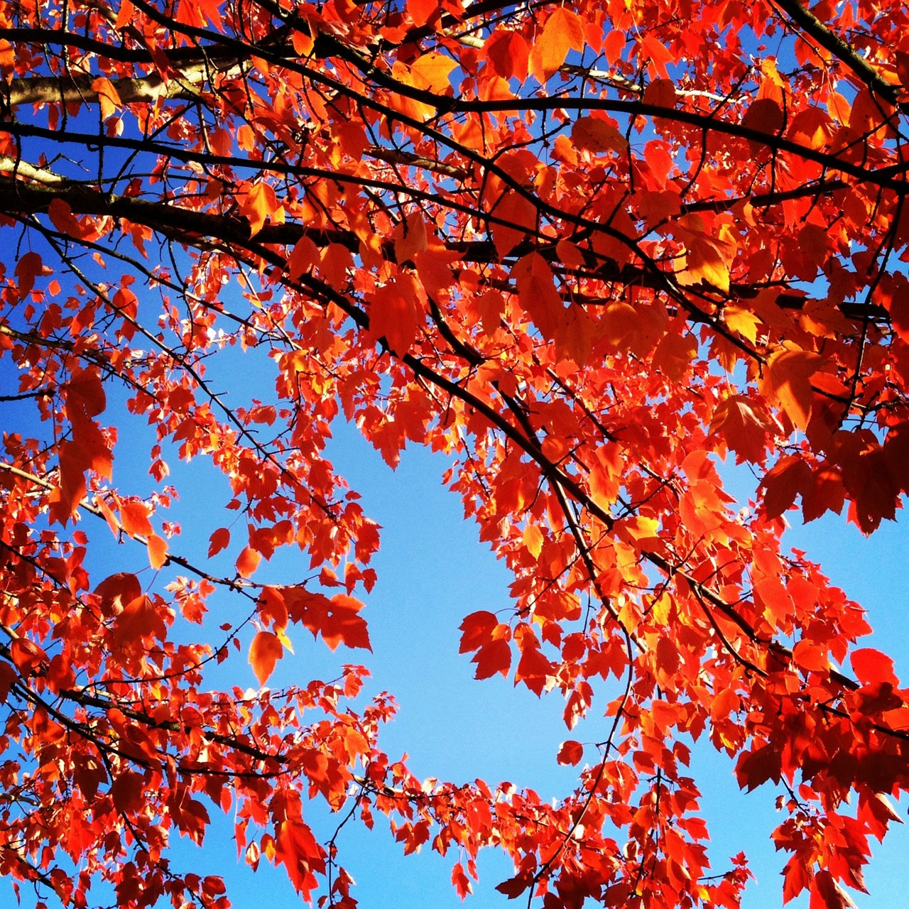 red leaves autumn fall free photo