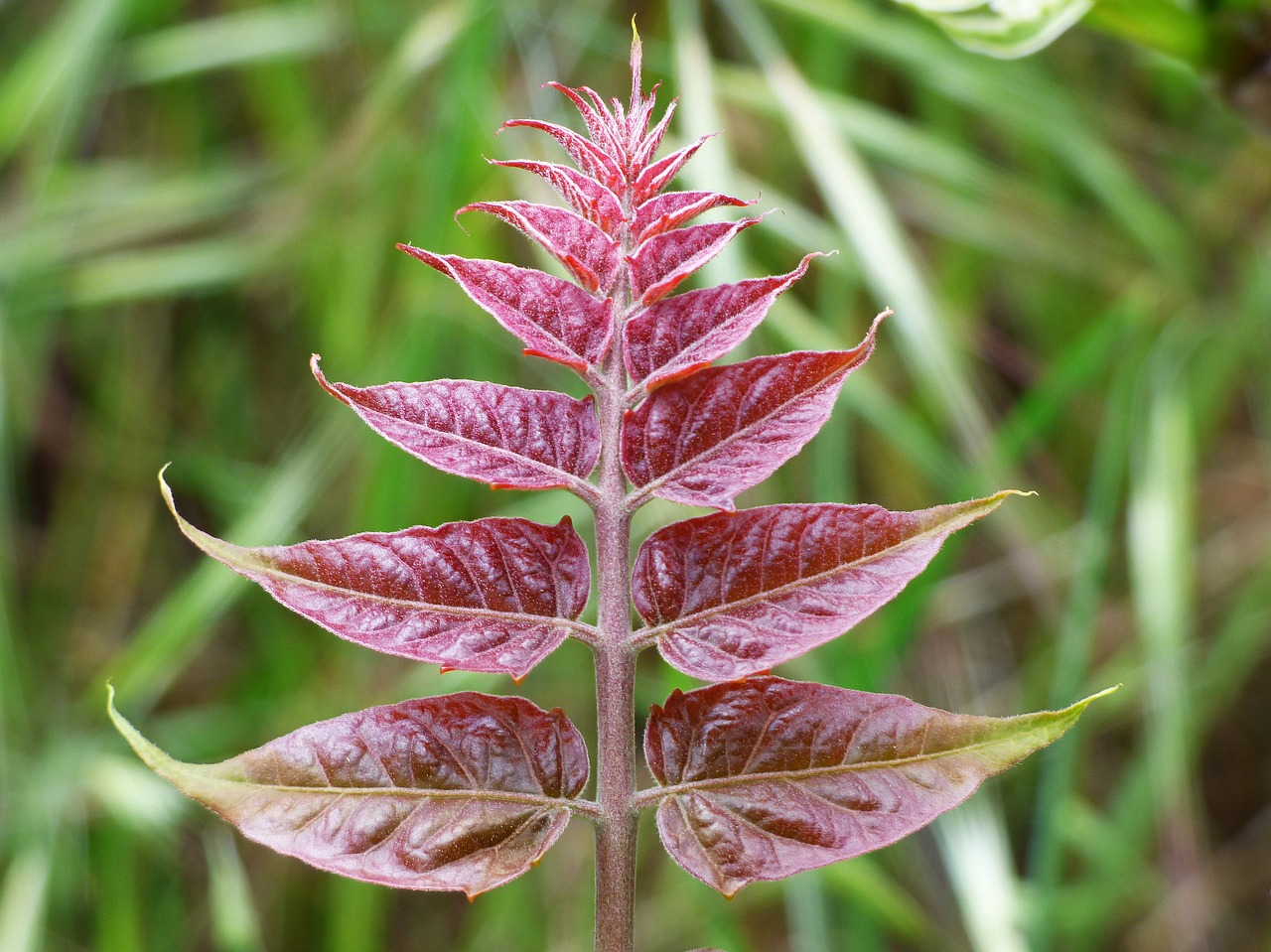 red leaves  outbreak  plant architecture free photo