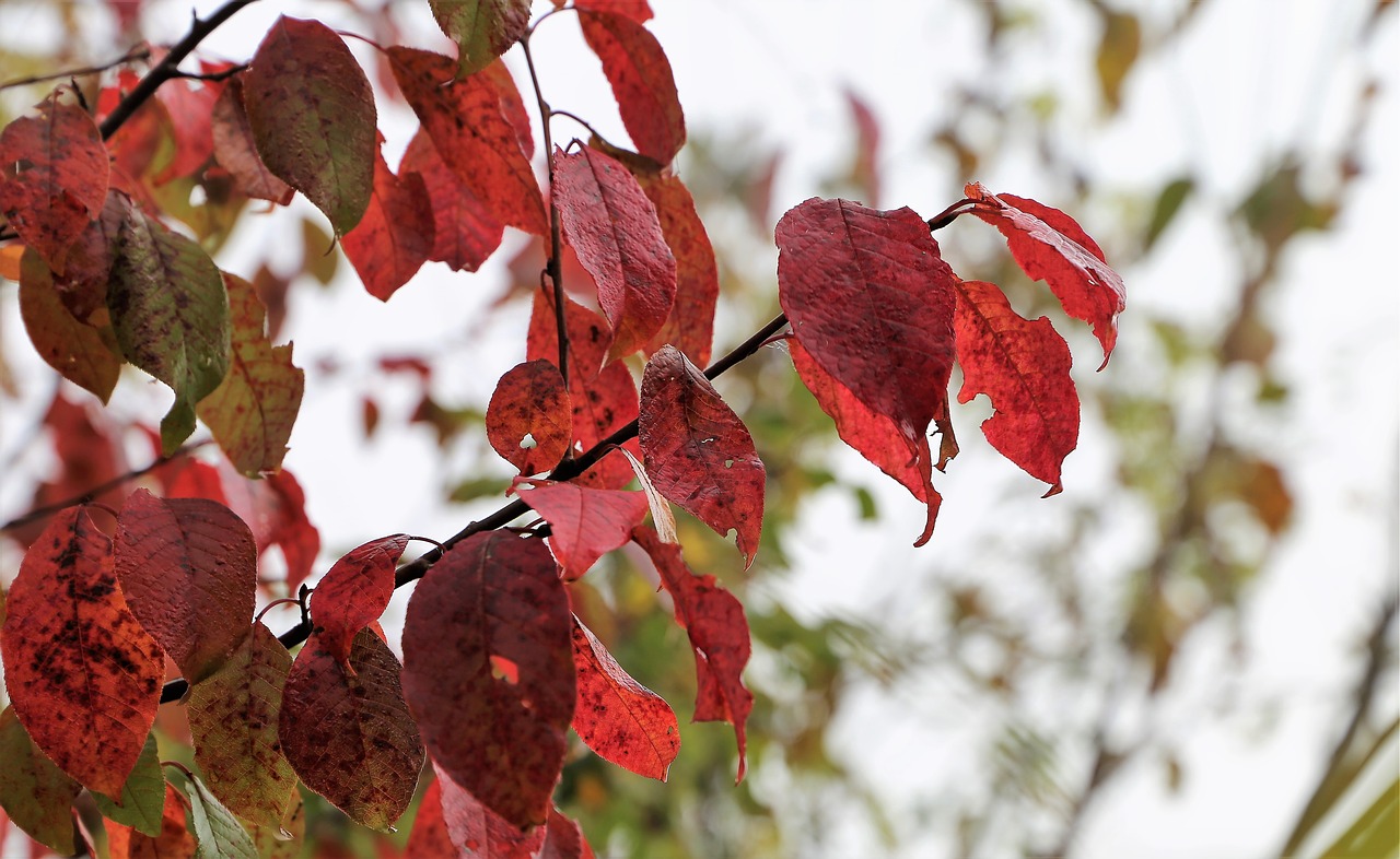 red leaves  colorful  branch free photo