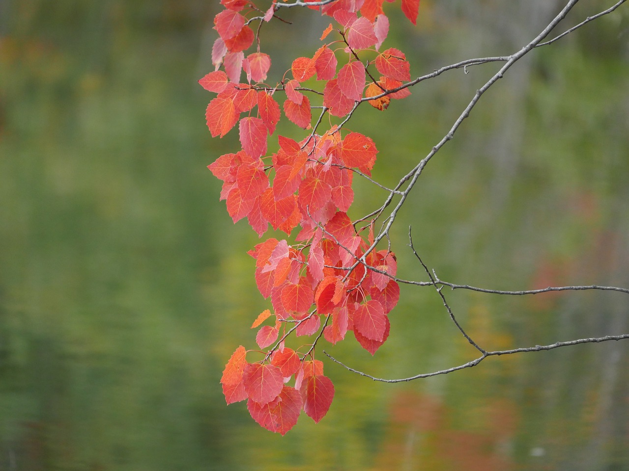 red leaves  fall  autumn free photo