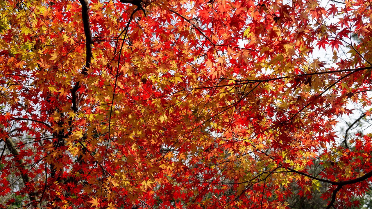 red leaves  autumn  color free photo