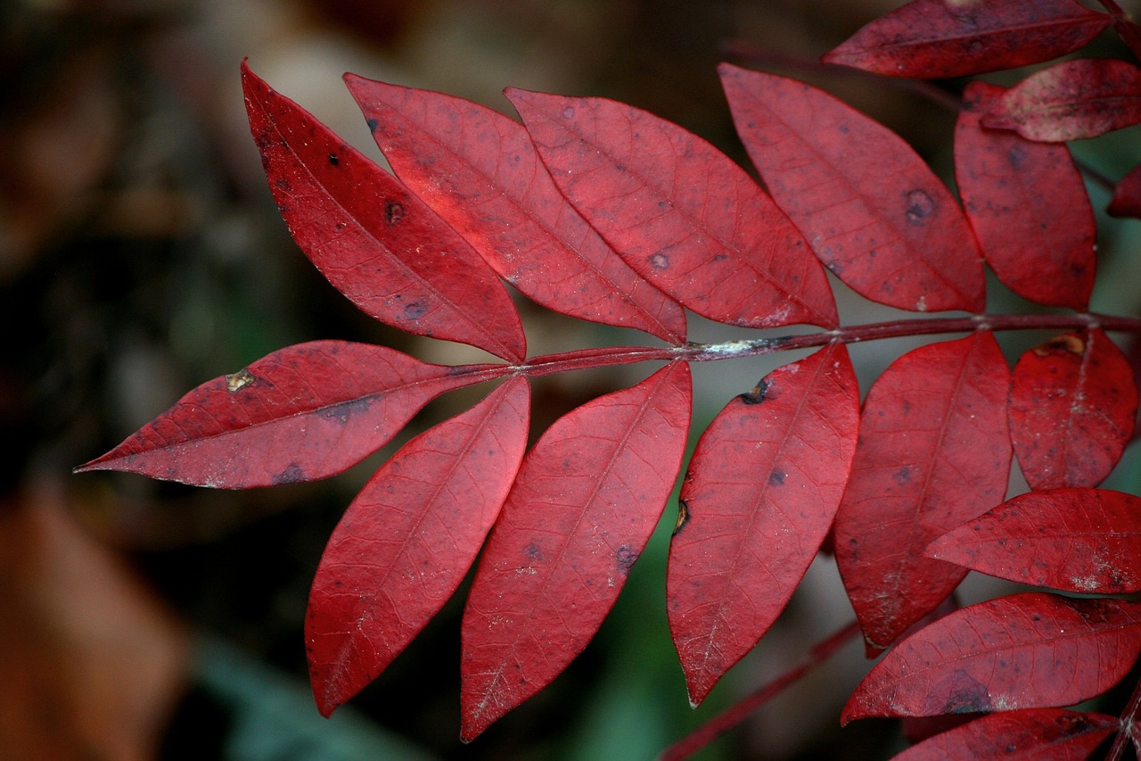 red leaves plant natural free photo