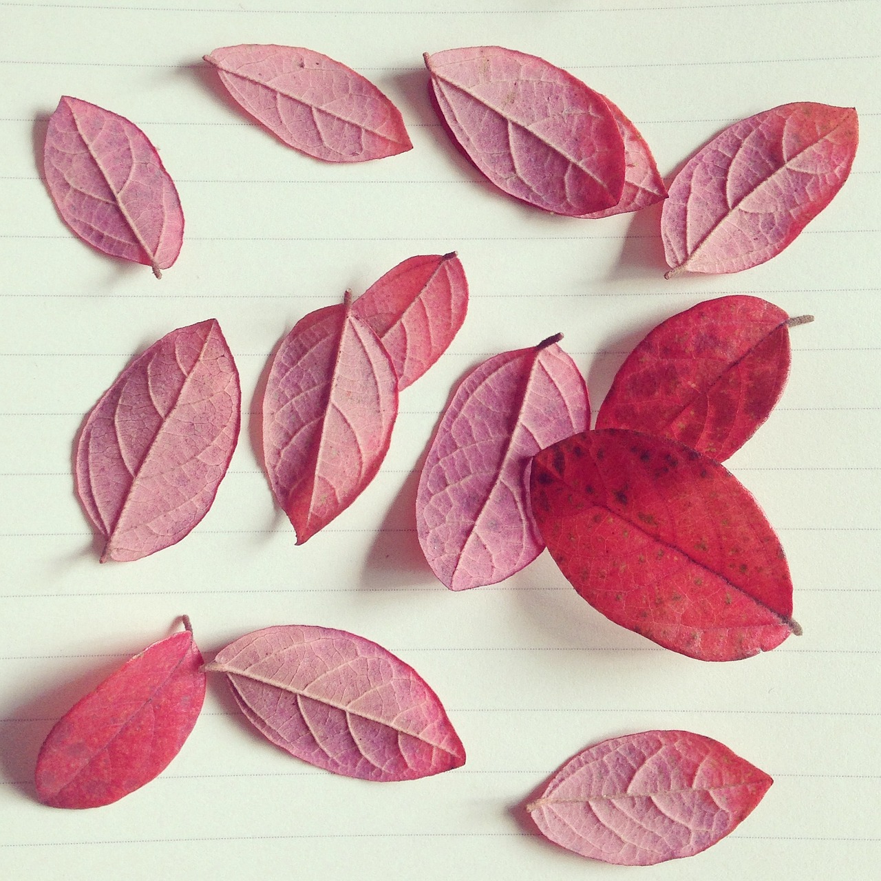 red leaves autumn paper free photo