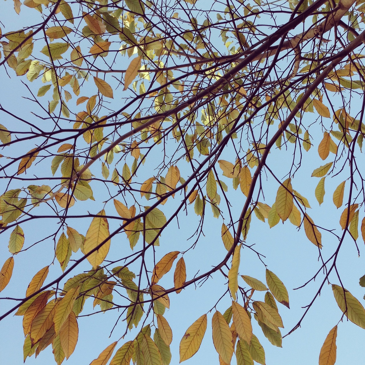 red leaves autumn blue sky free photo