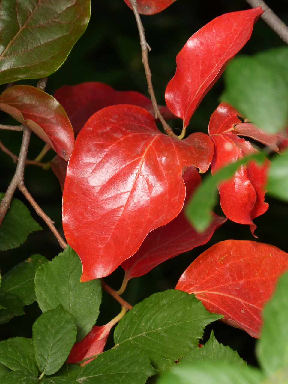 red leaves green leaves rosewood free photo