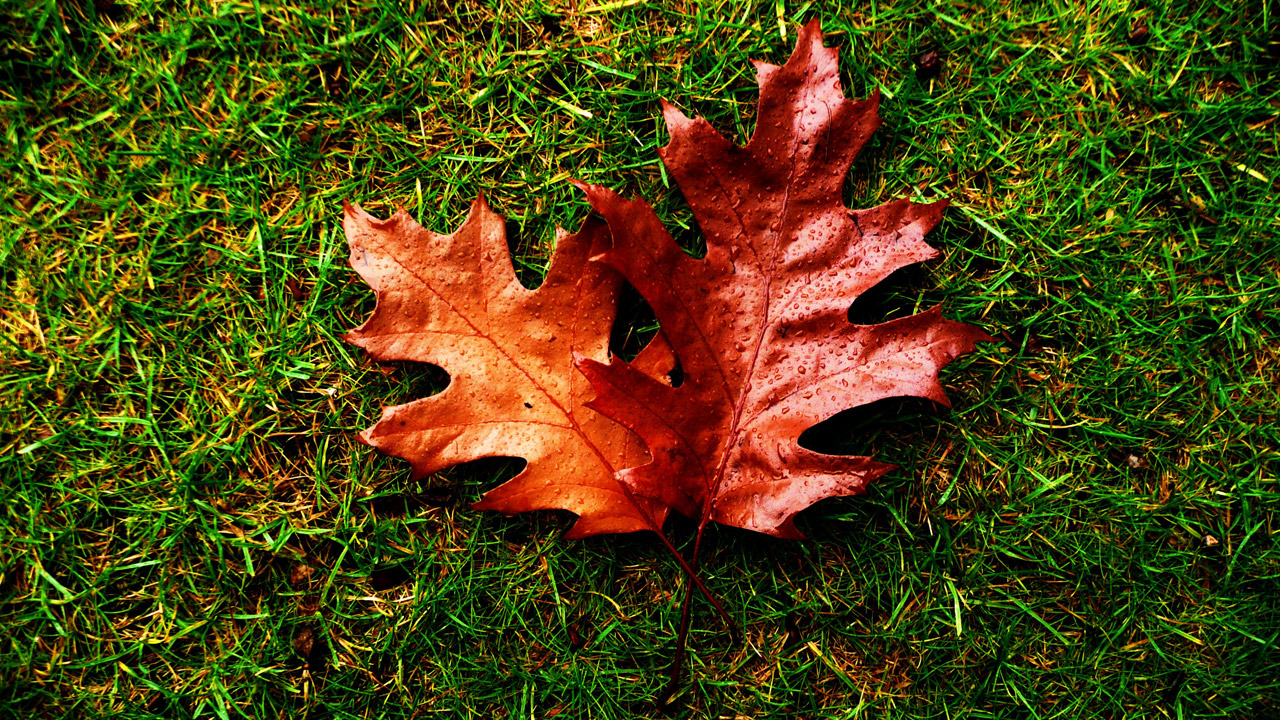 red leaves drops free photo