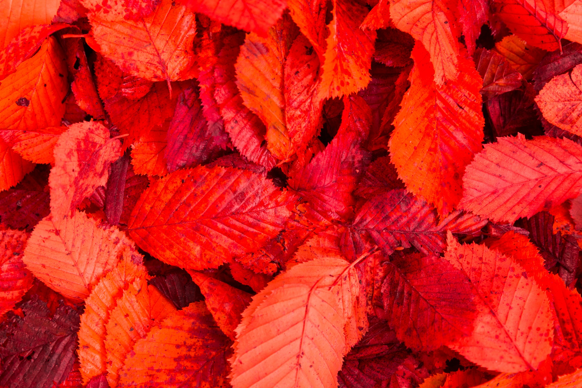 abstract autumn background free photo
