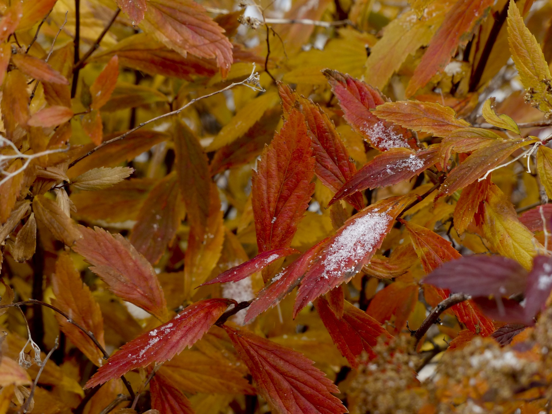 snow red leaves free photo