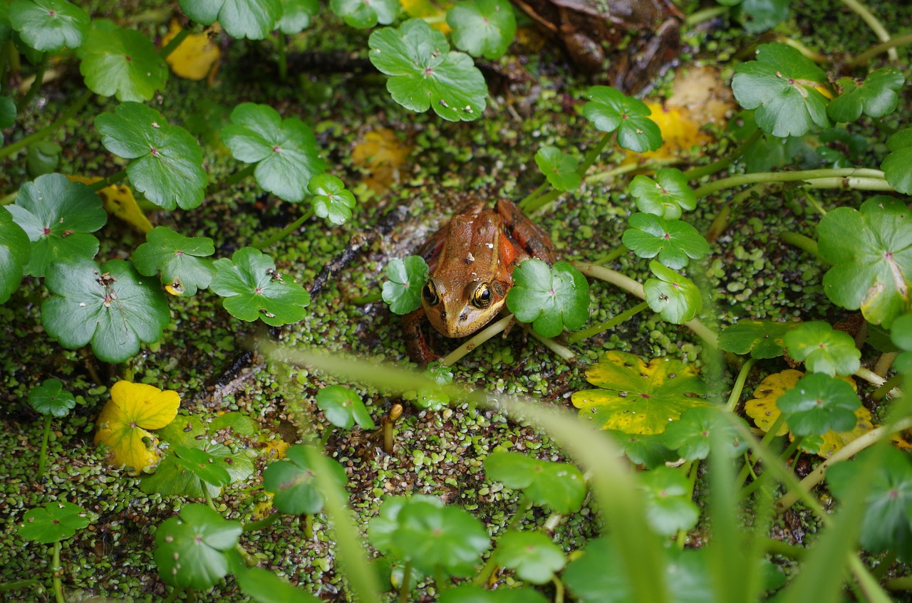 red legged  frog  amphibian free photo