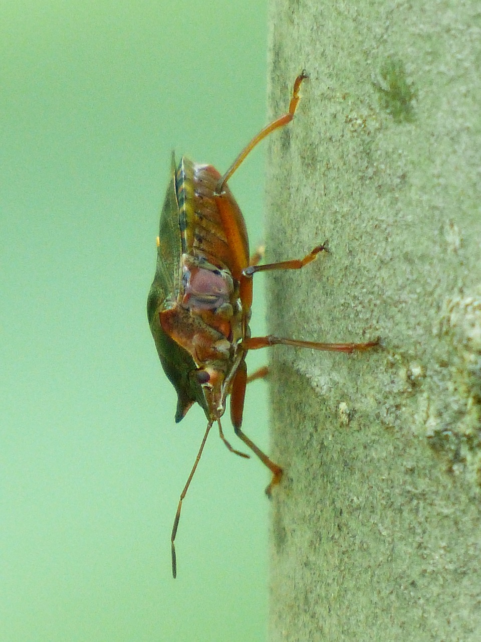 red legged tree bug bug pentatoma rufipes free photo