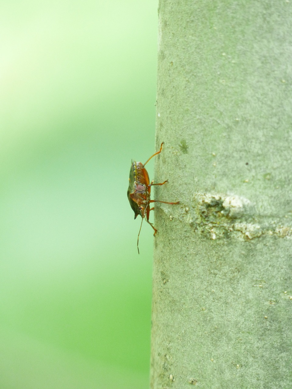 red legged tree bug bug pentatoma rufipes free photo