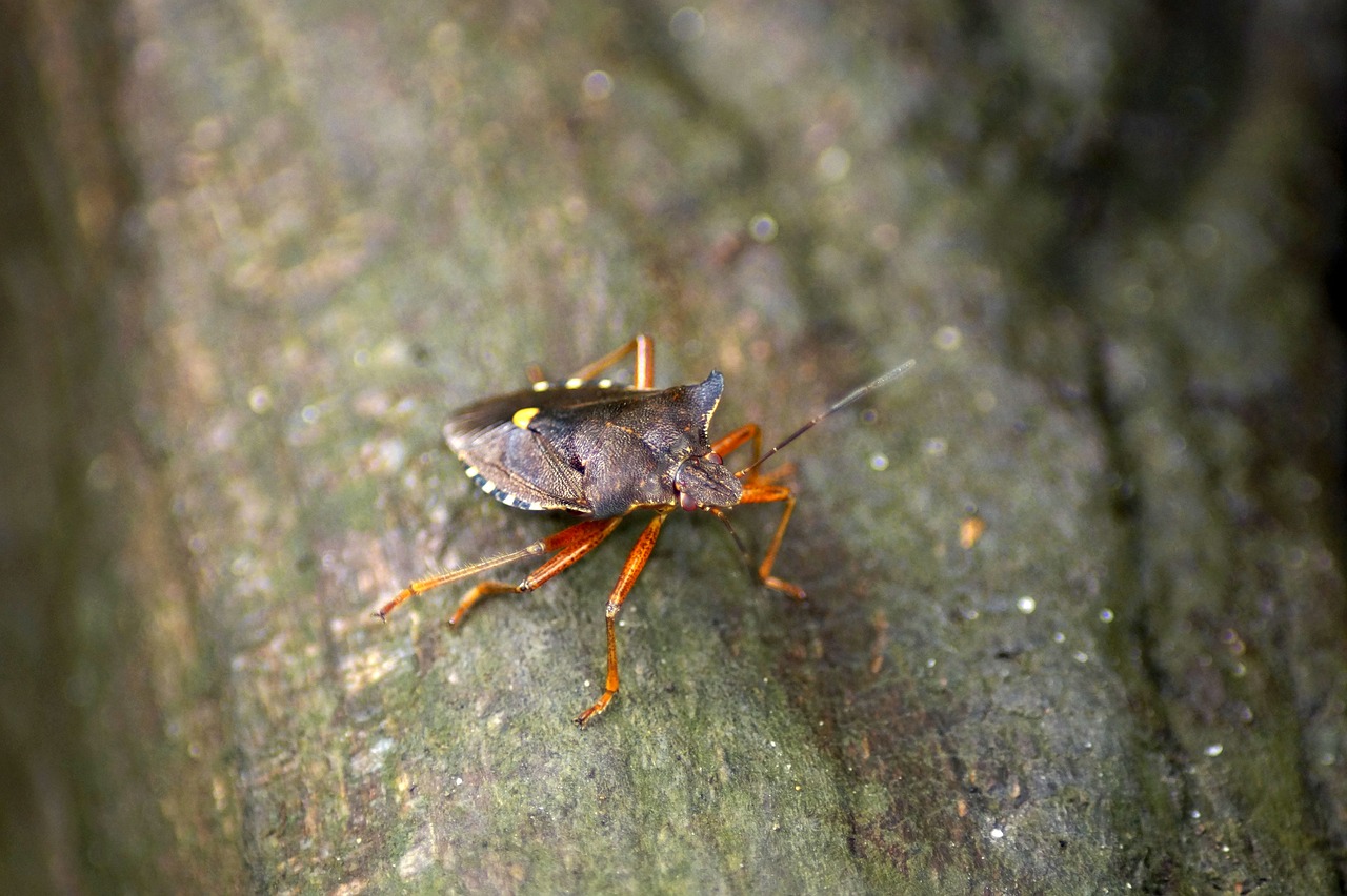 red legged tree bug  pentatoma rufipes  insect free photo