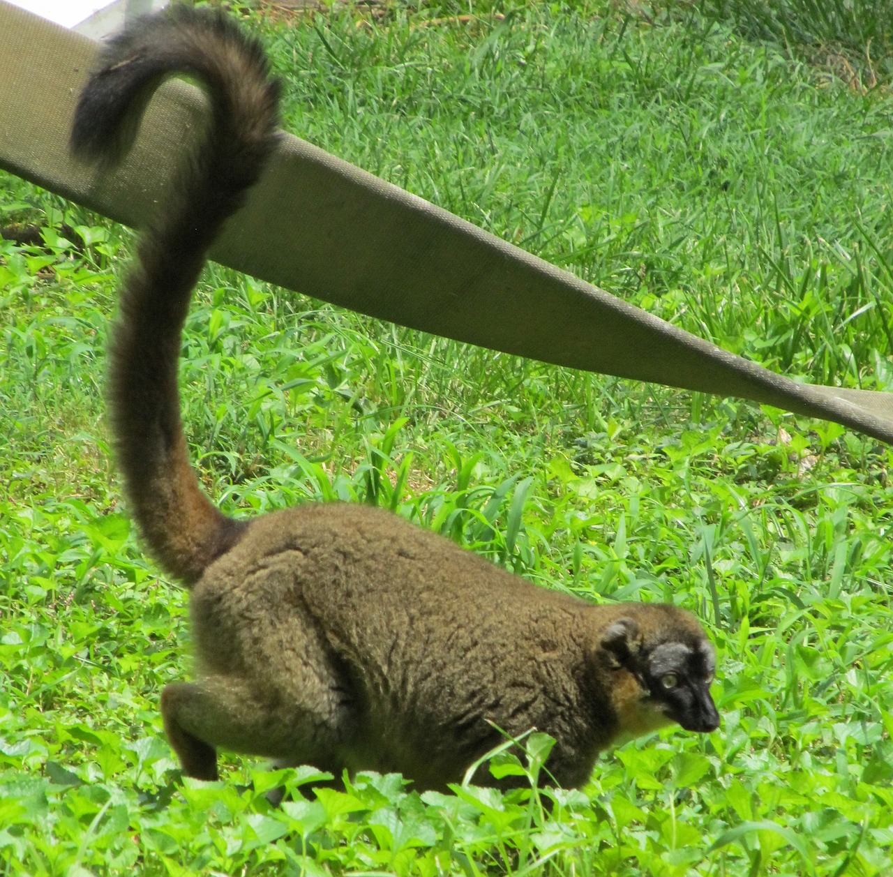 red lemur wildlife madagascar free photo