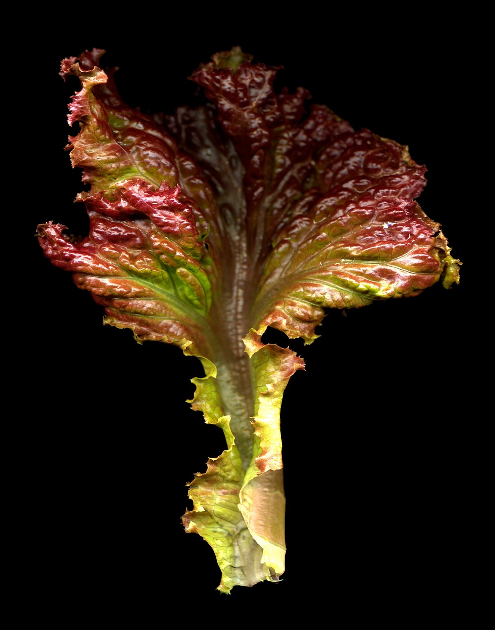 red lettuce leaf salad food free photo