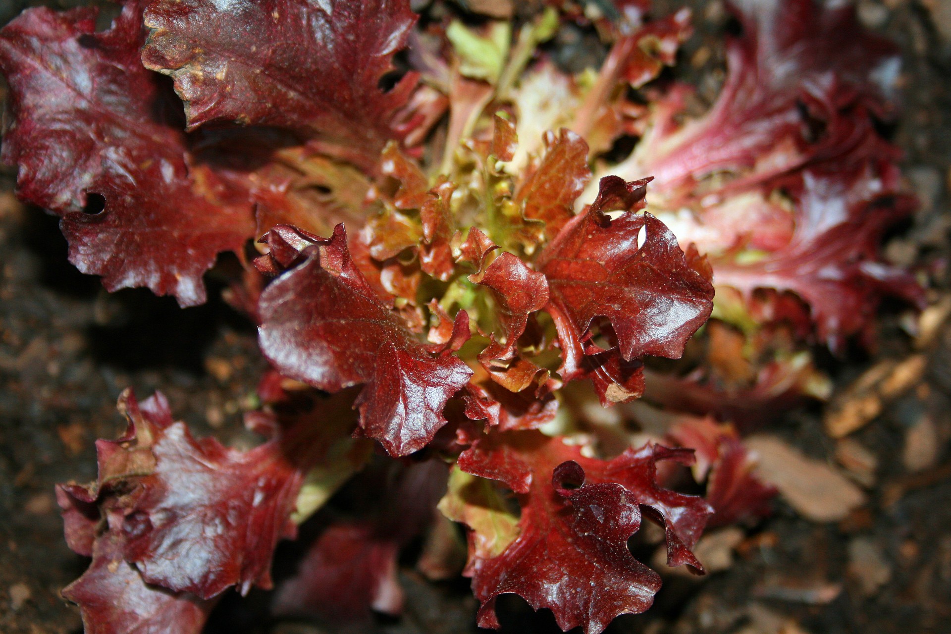 leaves red salad free photo