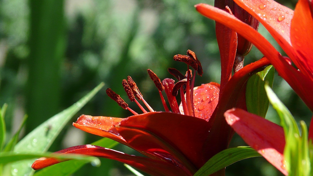 red lilies flowers garden free photo