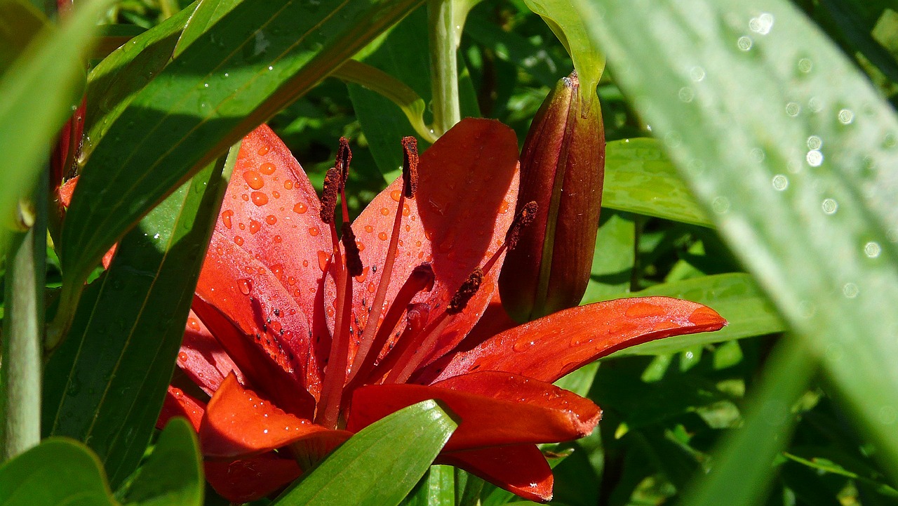 red lilies flowers garden free photo