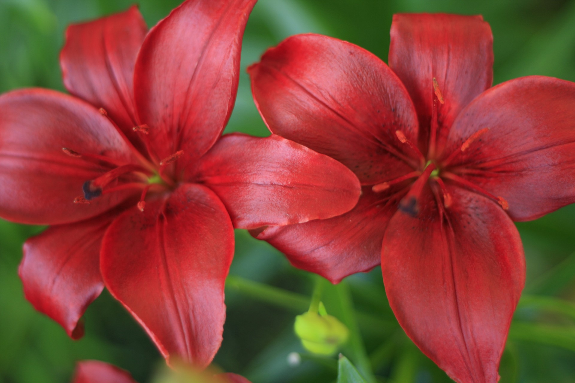 red lily flowers free photo