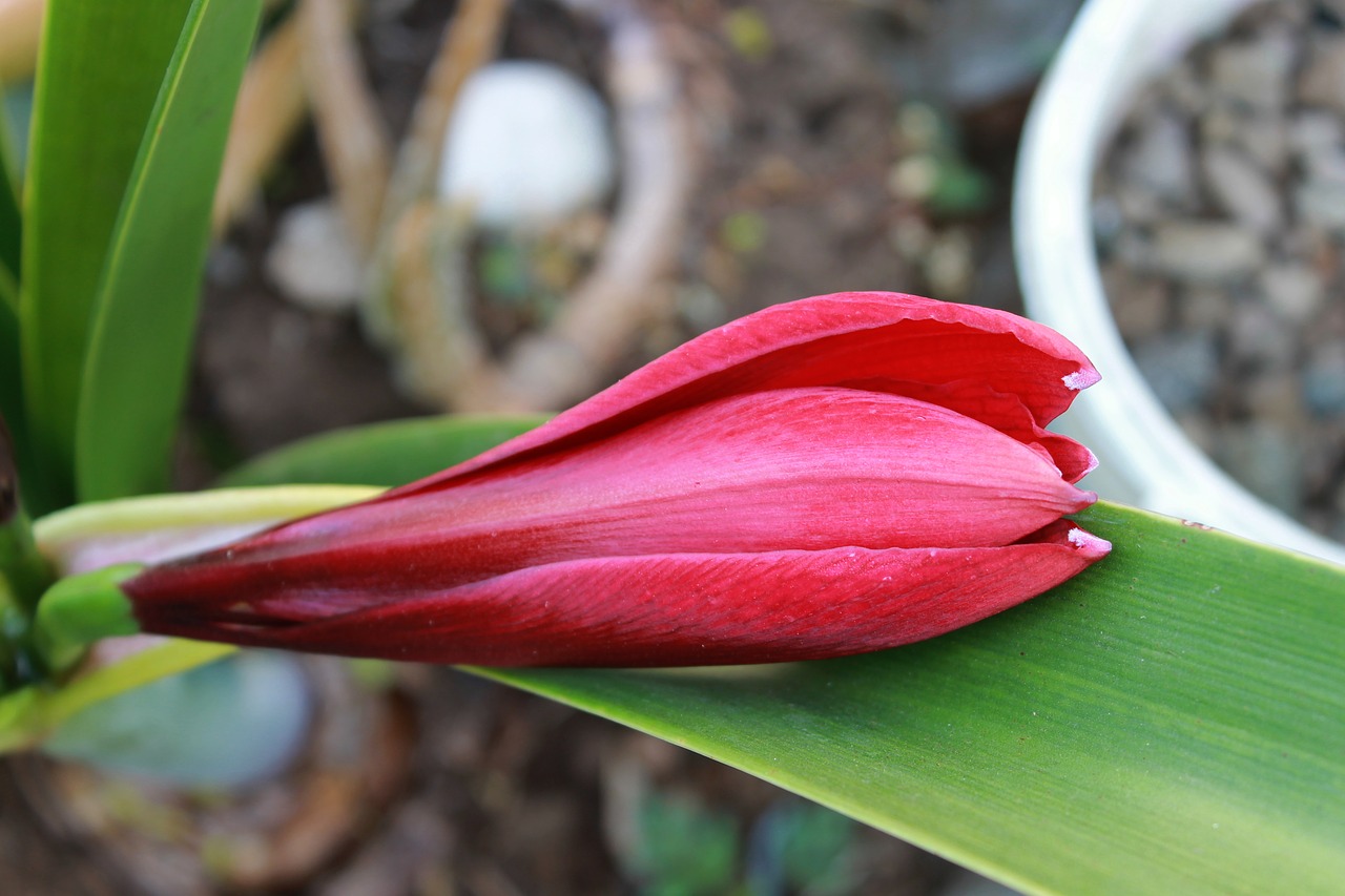 red lily flower plant free photo