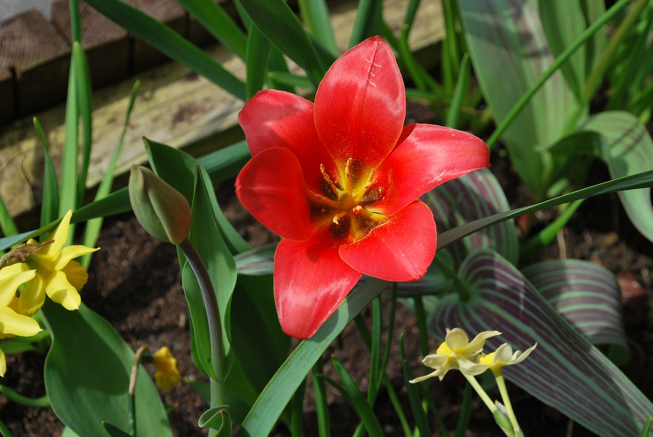 red lily  lily  wild flower free photo