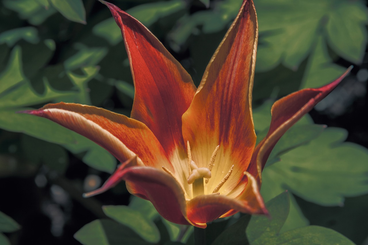 red lily stamen petal free photo