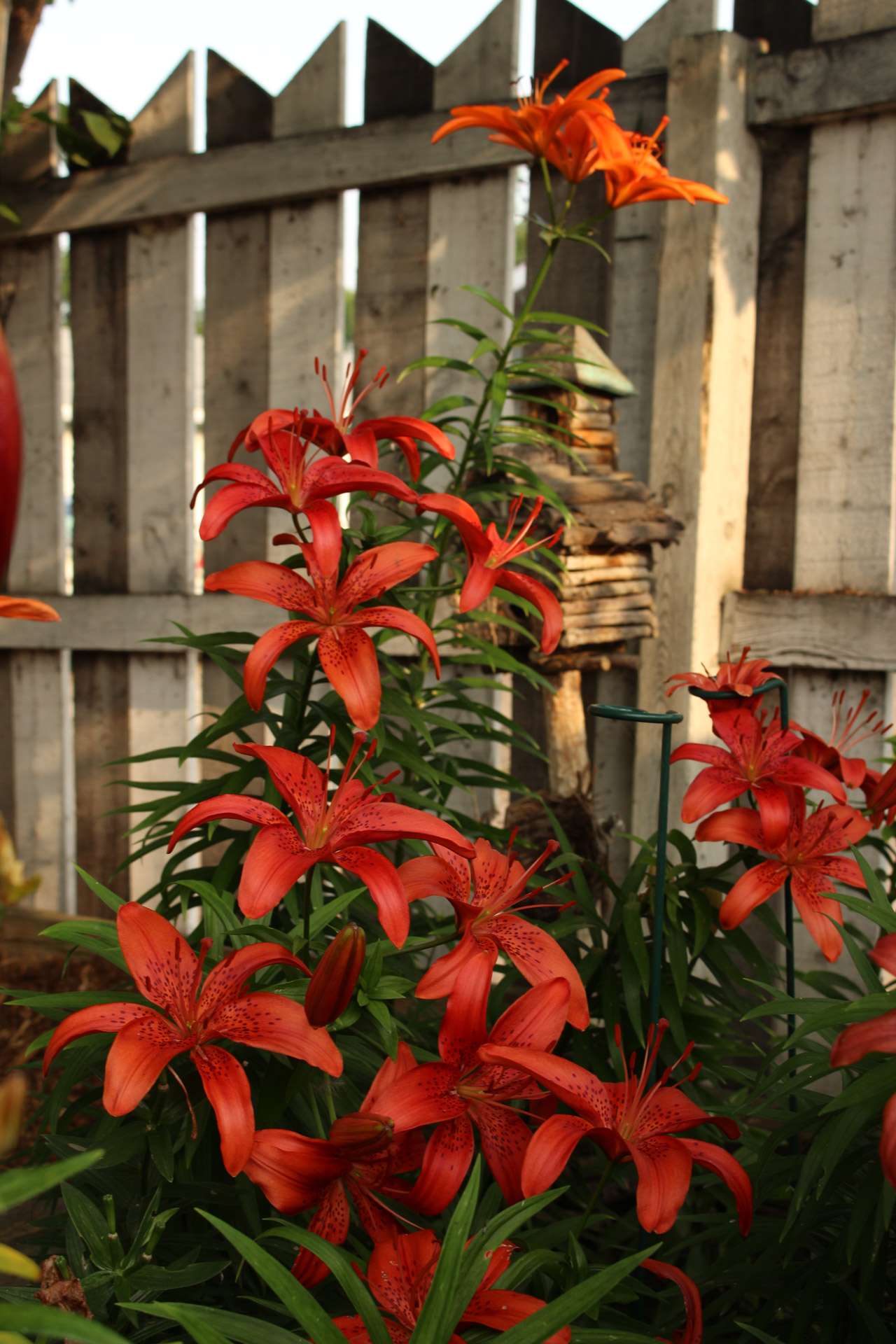 red lily flowers free photo