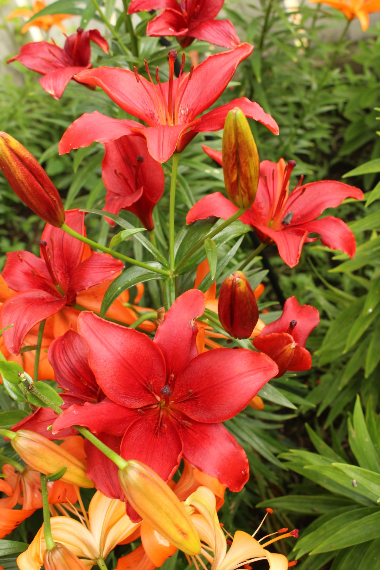 red lily flowers free photo