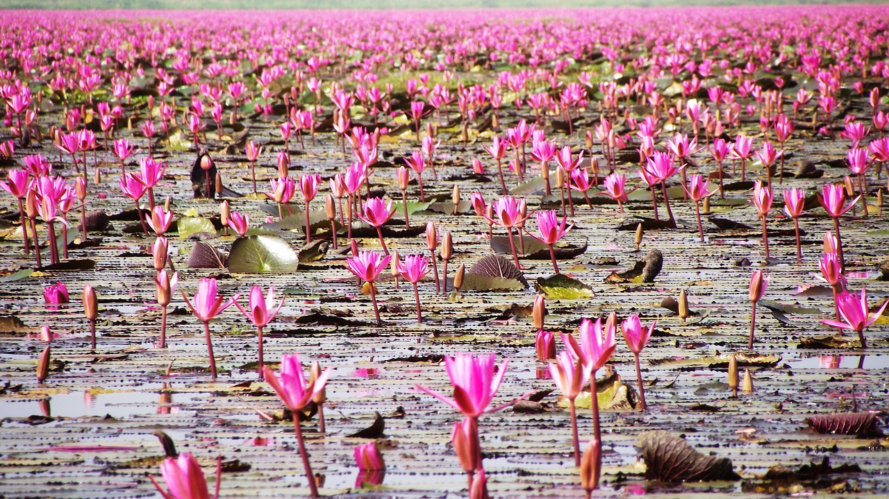 red lotus lotus sea flowers free photo