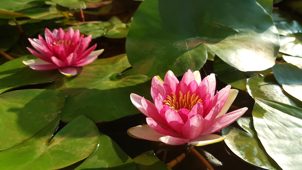 red lotus nymphaea alba red free photo