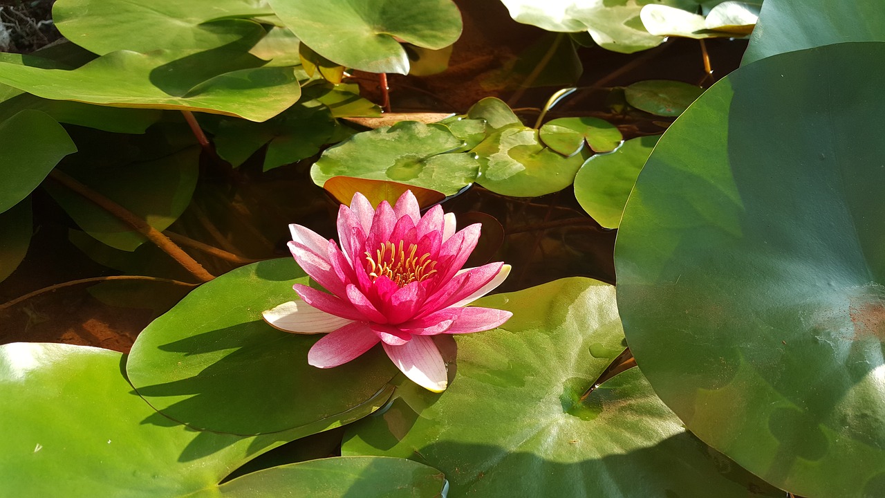 red lotus nymphaea alba red free photo