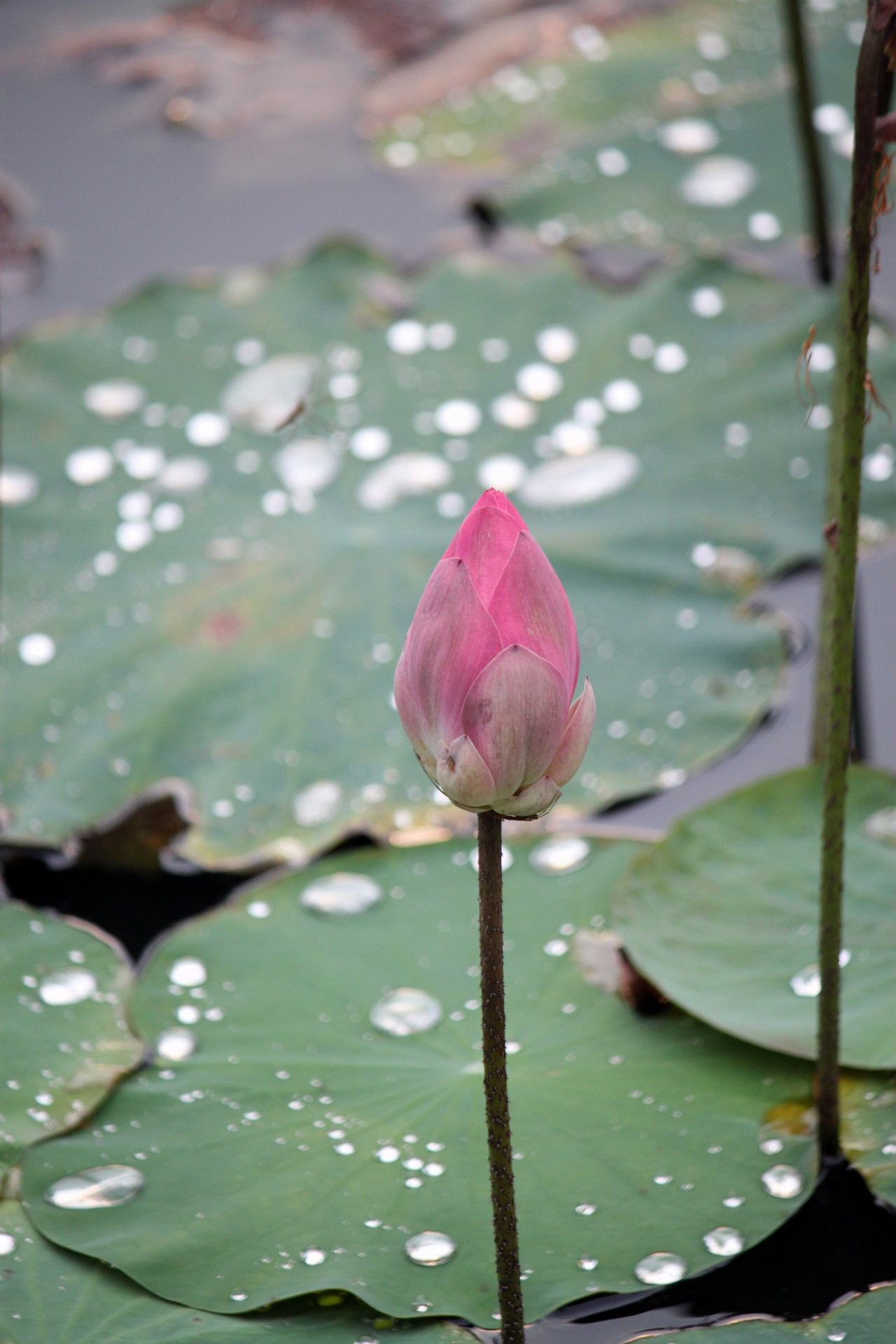red lotus flower bud leaf pond singapore free photo