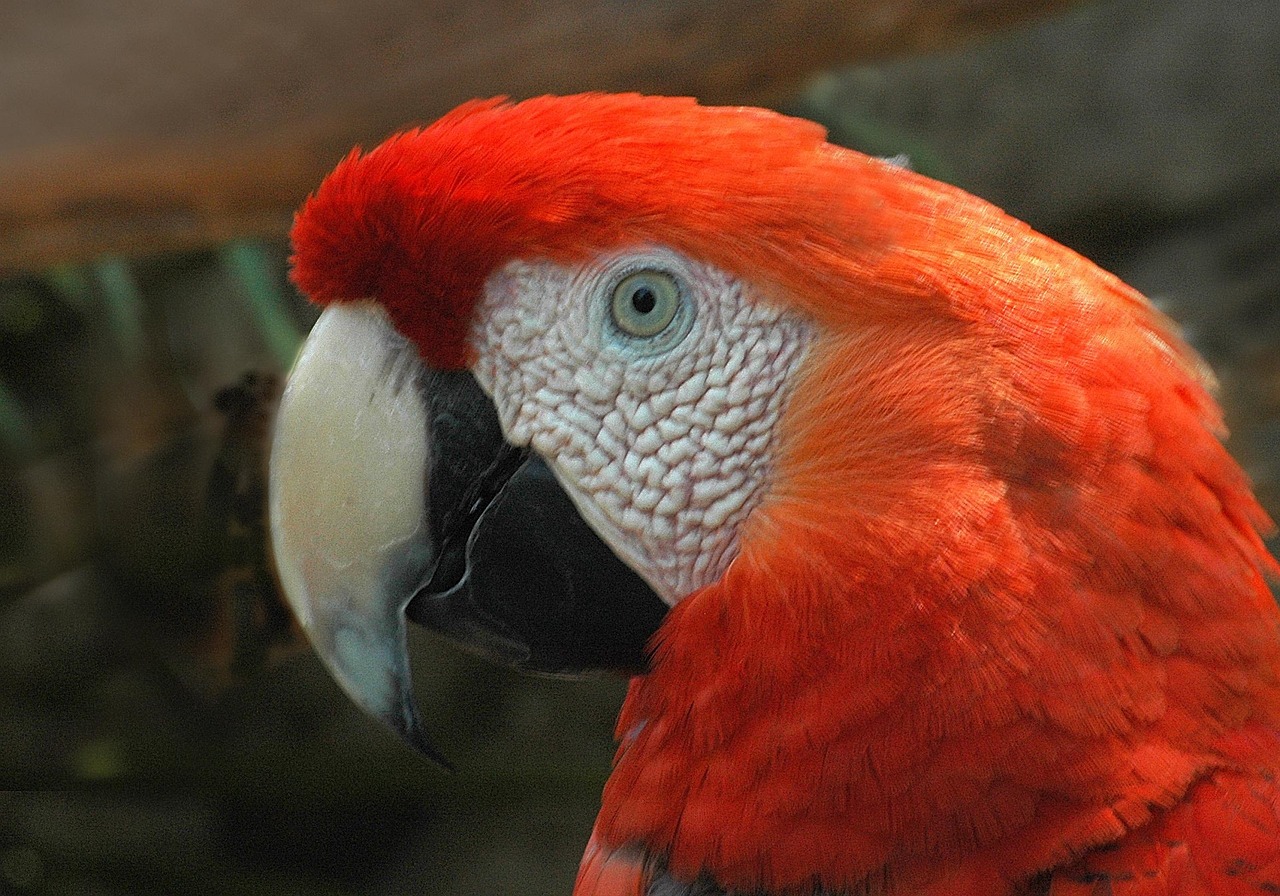 red macaw bird parrot free photo
