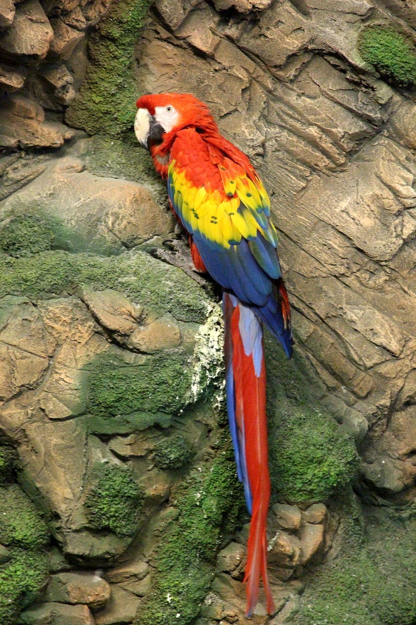 red macaw ara macao parrot free photo