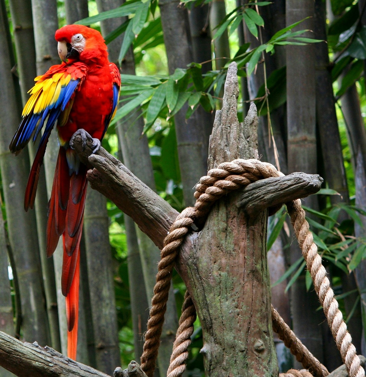 red macaw parrot tropical bird free photo