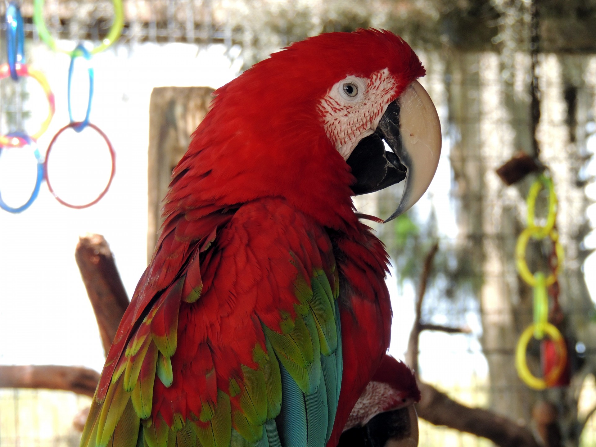 red macaw parrot free photo