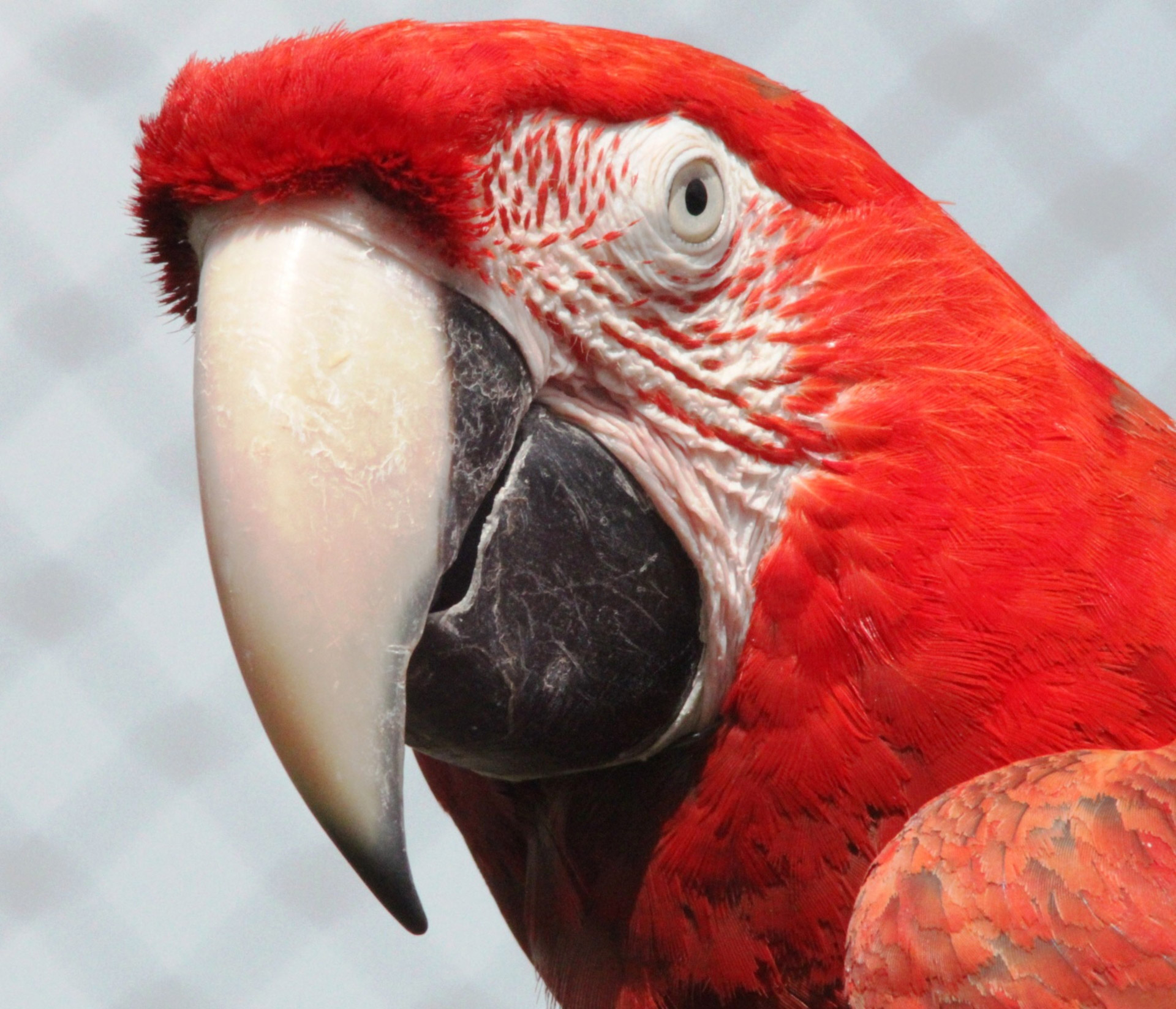 red macaw parrot free photo
