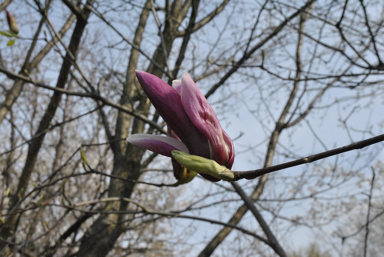 red magnolia  magnolia  spring free photo