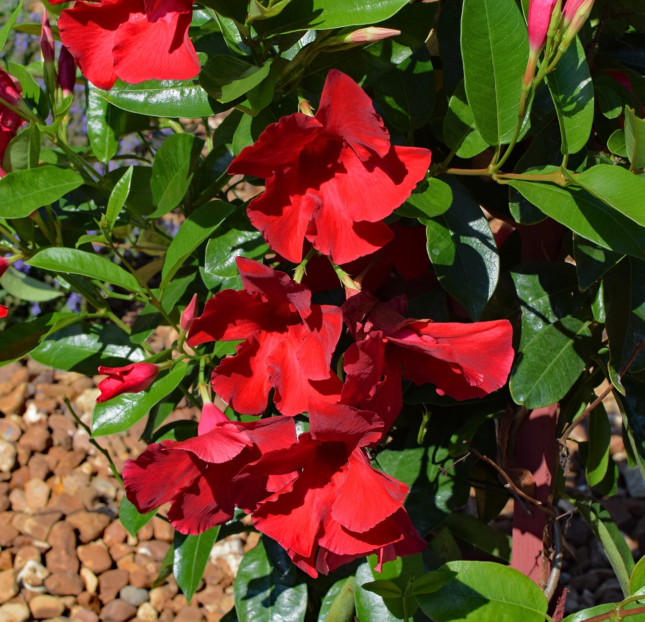 red mandevilla vine tropical flower free photo