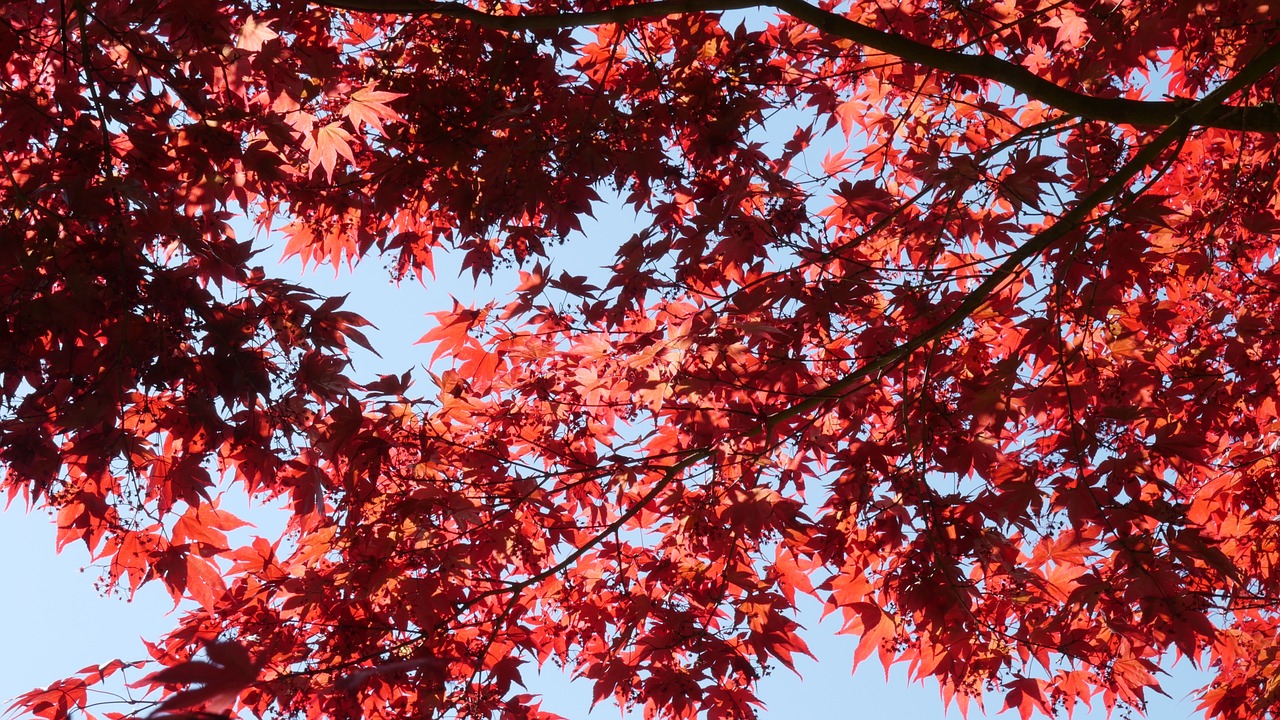 red maple leaves maple free photo