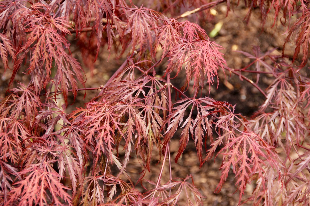 red maple japanese maple free photo