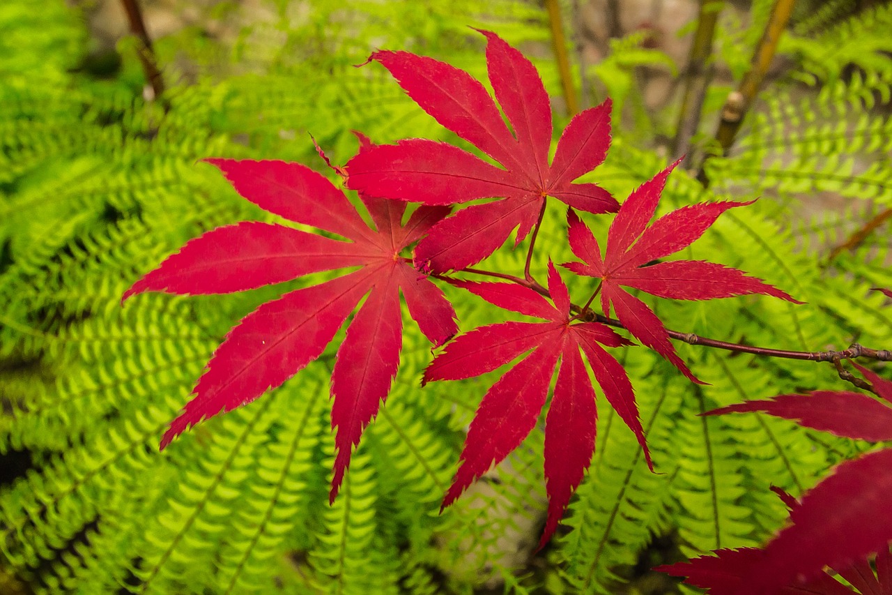 red maple tree garden free photo