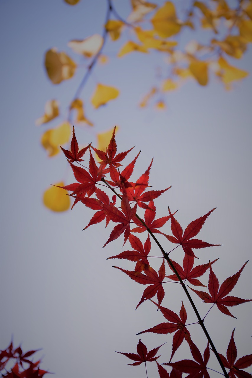 red maple backlight plant free photo