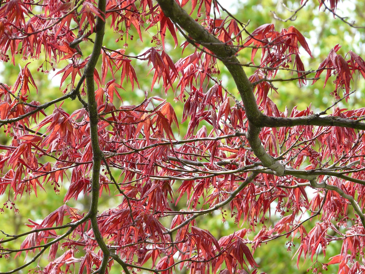 red maple ornamental plant fan maple free photo