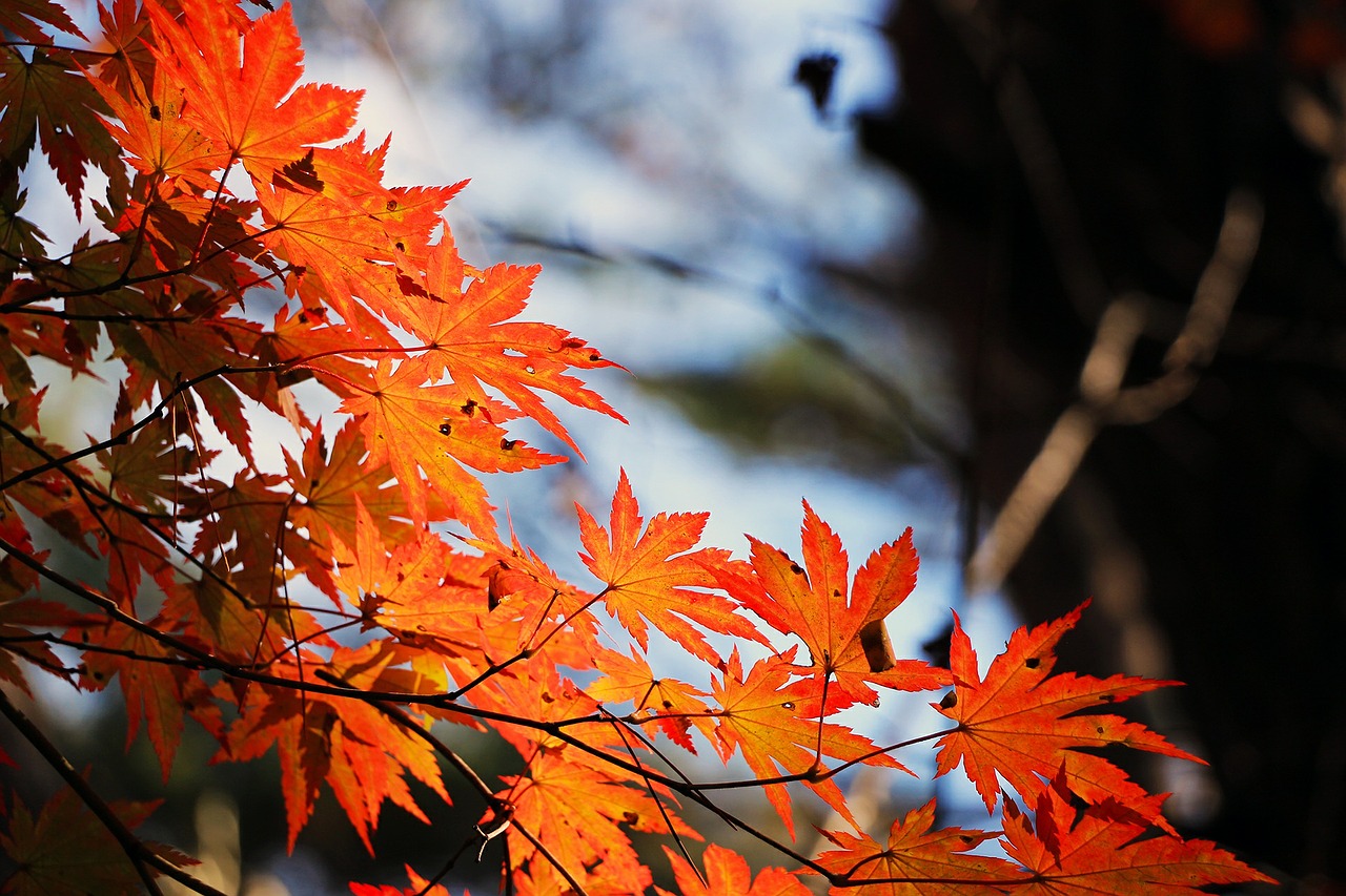 red maple leaf autumn autumn leaves free photo